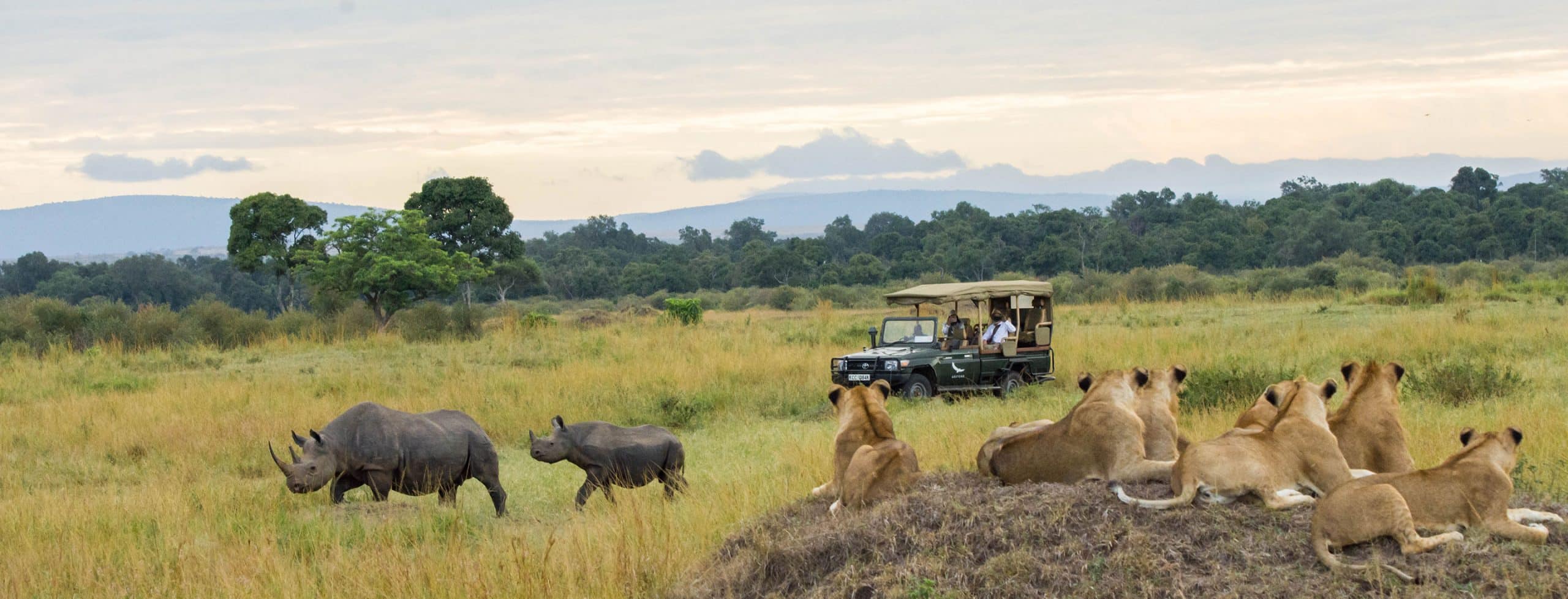 micatosafaris_21971174-scaled Safari vehicle, lions, and rhinos on savanna.