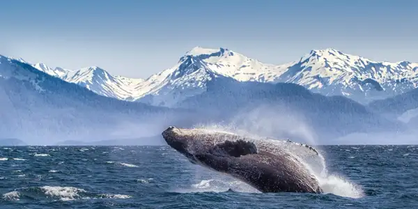 qt=q_63 (1) Whale breaching near snowy mountains.