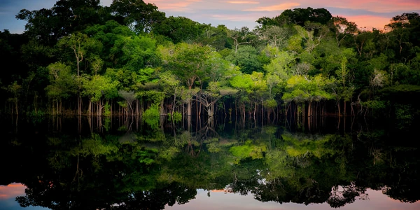 qt=q_92 Lush rainforest reflected in still water.