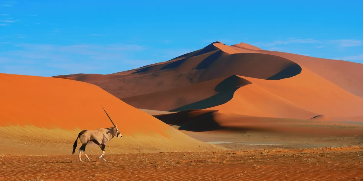 rs=w_1200,h_600,cg_true (7) Oryx in the Namib Desert dunes.