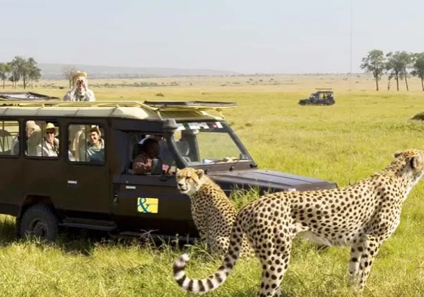 An-A&K-group-gets-up-close-with-cheetahs.--©-Karok Safari vehicle with cheetahs in grassland.