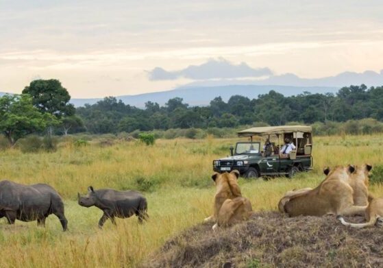 micatosafaris_21971174-scaled Safari vehicle, lions, and rhinos on savanna.